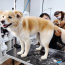 애견미용 이미지