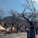 행운게임장 | 대전근교 공주 동학사 계룡산 벚꽃축제 다녀온 후기 (벚꽃 개화 현황 및 부스 먹거리)