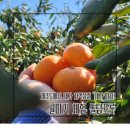 포토존 | 제주 귤따기 체험 돌담프룻 내돈내산 후기 포토존