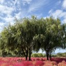 싱그러운청도로(가을) | 부산가을가볼만한곳 화명생태공원 댑싸리 물억새 실시간 상태