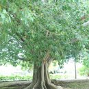 티니안(사이판 옆 섬)에서 본 나무 한그루 이미지