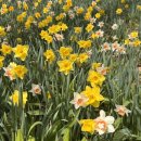 서울 근교 봄나들이 명소 추천, 곤지암 화담숲 4,5월 수선화축제 후기🌼 (f. 주차, 모노레일 꿀팁 총정리)