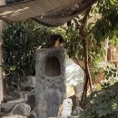 원앙목장 | [일본] 시즈오카 이즈 샤보텐 동물원 방문 솔직 후기 / 환승연애 동물원