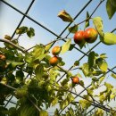 초촌농장 이미지