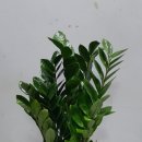 🌿 광진구 개업화분｜센스 있는 시작엔 센스 있는 축하