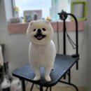 동행펫살롱 이미지