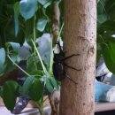 자연(애)장수 이미지