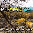 2014년 한국에서 가장 아름다운 마을의 노란 산수유꽃 축제_(2024.3.16) 이미지