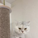 매직 펫 살롱 이미지