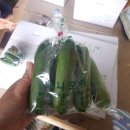 [구미 해평] 미니오이 생산농가