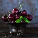 체리애견 이미지