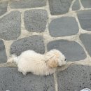 도브리댕 이미지