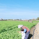 흙내음농장 | 제주 구좌 햇당근 주스용 | 도하네농장 흙당근 후기