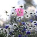 꽃피는언덕 이미지