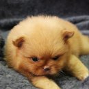 오렌지애견샵