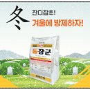 한국농약 | 동장군제초제 가격 파는 곳 농약 효과 장점 후기 판매처 사용방법 겨울 방제 잔디 잡초 제거 구매