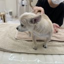 애기 강아지 반려견전문샵 | [경기 하남] 강아지 마사지샵 리듬 펫헬스케어 | 하남미사 반려동물 재활케어