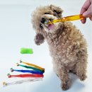 댕이냥이