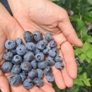 덕은농장 이미지