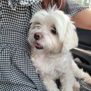 몽쁘띠끄 이미지