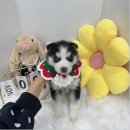 오독안심분양센터 강아지분양 고양이분양 목동점 이미지