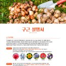 달리아가든 이미지