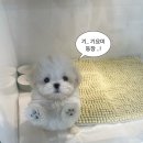 퍼피스토리