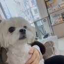 동대문 루시드 동물메디컬센터 이미지