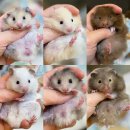 수원고양이전문분양 가토캣슬 광교용인점 | [공지] (수원/경기)10월 햄스터분양 | 미니어처 곰 같은 골든햄스터 베이비분양리스트 라인업🍓