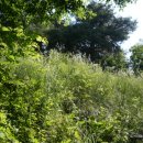 심곡심실 이미지