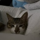 2.27~3.31 이란성 쌍둥이 27주~30주 주수사진/배크기/먹기만 하는 만삭 임산부