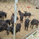 보은염소농장 이미지