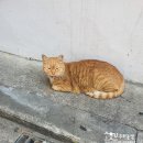 까칠이돼지 이미지