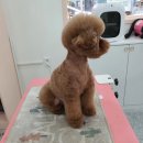 투숑펫살롱 이미지