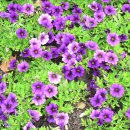 런던파크 이미지