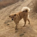 개들의왕국 이미지