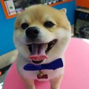 하꾸나마루다 이미지