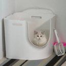 블루랙돌 | 소바가 된 카시안, 새로운 출발을 응원하며.. [랙돌캐터리 바비돌]