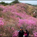 4월 17일 토요당일 ♣고려산 (436m) ※진달래산행 신청방 이미지