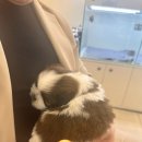 부산강아지분양마이뭉24시 | 부산대 강아지 분양 마이뭉에서 데려온 ‘빵이’ | 7개월 함께해본 솔직 후기