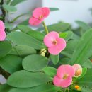 대평고등학교 이미지