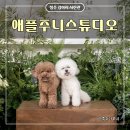 청주 사진 잘 찍는 곳 애플주니스튜디오 | 애견동반 강아지 사진관
