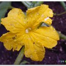 진천초등학교 이미지