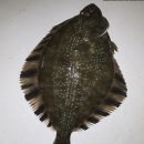 화성락실내바다낚시터 이미지