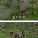 시골오리 이미지