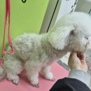 플란다스의개 | 플란다스의 개 디탱글러 미스트 사용 후기｜겨울철 정전기, 엉킴 방지 미스트