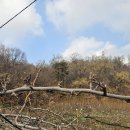 배봉사 | 직장인 봉사일지 :: 신내 배농장 (대훈농원) 봉사후기🍐🍐 | 배나무 가지 모으기 | 추황배 신고배냠냠Ѽ...
