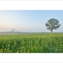 미루나무풍경 이미지