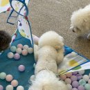 뭉티의 하루 이미지