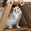 잘난돌스 이미지